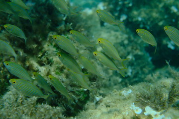 Salema porgy or dreamfish (Sarpa salpa) undersea, Aegean Sea, Greece, Alonissos island, Chrisi Milia beach