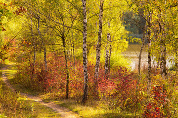 Fototapeta premium Autumn landscape with bright autumn foliage on birch trees and path leading to the lake.