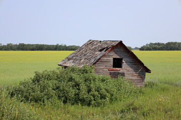 Obraz premium dilapidated farm utility building beside planted fields