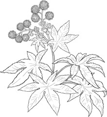 Castor Plant with Flowers and Outline Illustration