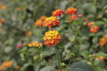 a bunch of Lantana camara (common lantana) is a species of flowering plant within the verbena family (Verbenaceae)