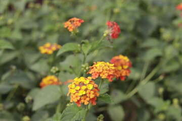 a bunch of Lantana camara (common lantana) is a species of flowering plant within the verbena family (Verbenaceae)