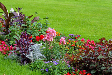 Beautiful background with bright flowers in a flower beds .