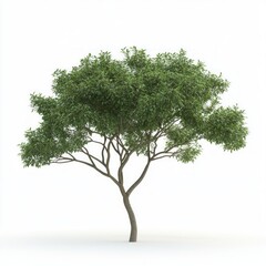 Obraz premium 3d Render Brush Tree Isolated on white background