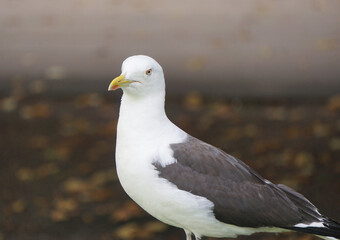 Close up of a gull outdoors