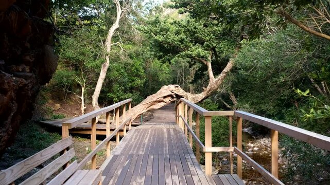 Disa Kloof hiking trail boardwalk with funky growing tree next to Disa River