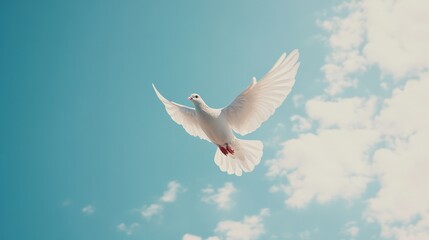 Fototapeta premium A white dove glides effortlessly through a clear blue sky, its wings outstretched. The bright daylight enhances the sense of peace and tranquility in the atmosphere
