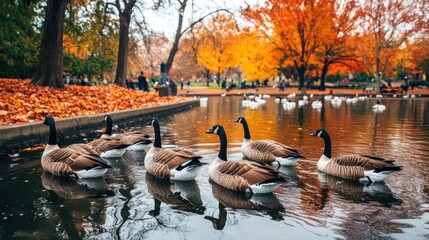Fototapeta premium A serene pond scene with ducks swimming amidst vibrant autumn foliage.