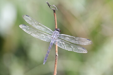 photo of a wild dragonfly perched on a branch