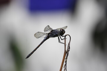 photo of a wild dragonfly perched on a branch