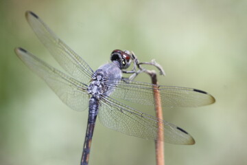 photo of a wild dragonfly perched on a branch