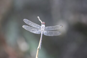 photo of a wild dragonfly perched on a branch