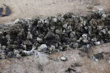 photo from above of a collection of chicken droppings