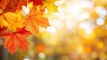 Fototapeta premium With soft focus light and bokeh background, this banner represents autumn season and end-of-year activities