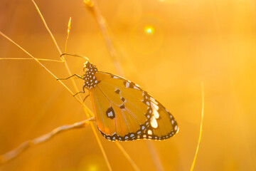 Common tiger butterfly under sunlight