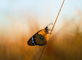 Common tiger butterfly warming its wings at sunrise.