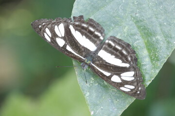 photo from above of a black and white butterfly perched on a green leaf