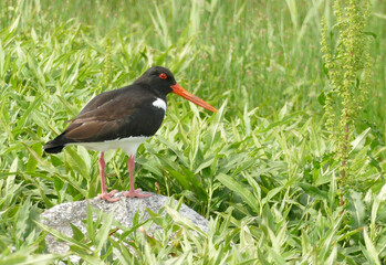 An oystercatcher standing on a rock in South Uist, Outer Hebrides, Scotland, UK