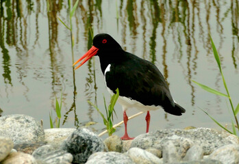 An oystercatcher standing on a rock by a loch in South Uist, Outer Hebrides, Scotland, UK