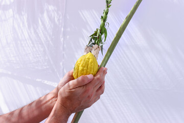 Jewish festival of Sukkot. Traditional symbols (The four species): Etrog (citron), lulav (palm branch), hadas (myrtle), arava (willow) © tomertu