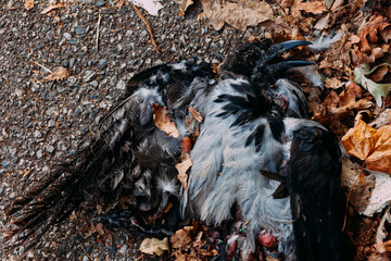 A haunting image of dead black and white bird lying on a bed of autumn leaves surrounded by fallen feathers