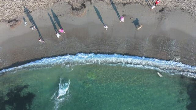 Top down aerial shot capturing the lively moments of dogs running and splashing in the turquoise waters of Playa Flamenca, Costa Blanca, Spain