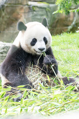 Panda g&eacute;ant ou grand chat ours en Chinois