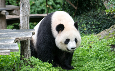 Fototapeta premium Panda géant ou grand chat ours en Chinois