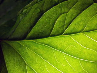 Close up of fresh young spring green leaf highlighted reveal green leaf texture