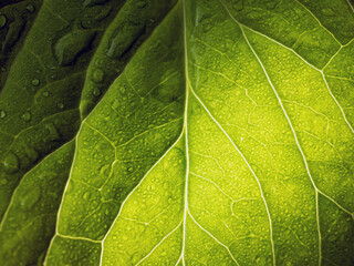 Close up of fresh young spring green leaf highlighted reveal green leaf texture sprinkled with...