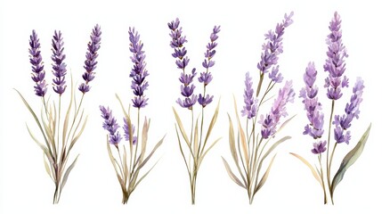 Naklejka premium A beautiful watercolor illustration of various lavender flowers, capturing their delicate beauty and soothing purple tones, perfect for decor.