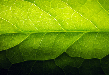 Close up of fresh young spring green leaf highlighted reveal green leaf texture