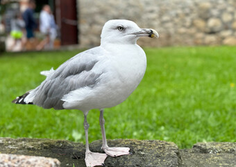 Beautiful white seagull close up isolated in blurry background
