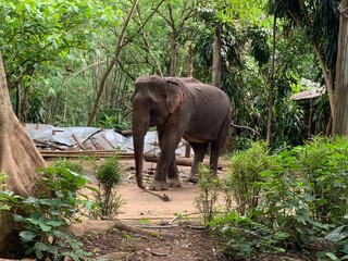 Fototapeta premium elephant in the jungle