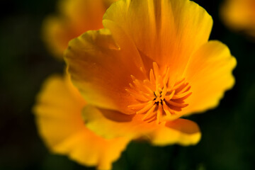 満開のハナビシソウ