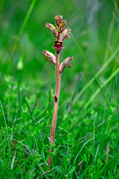 Blutrote Sommerwurz // Slender broomrape (Orobanche gracilis) 