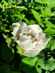 Obraz premium Beautiful large white tree peony flower. Blooming Tree peony flower with large white petals, yellow stamens and green leaves on a sunny day. Spring flowers blooming. Floriculture. Flowerbed in bloom.