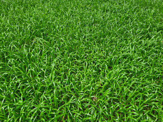 Green grass field texture background