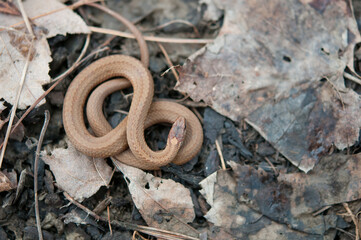 Red-Bellied Snake coiled up on the ground