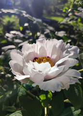 Beautiful large white tree peony flower. Blooming Tree peony flower with large white petals, yellow stamens and green leaves on a sunny day. Spring flowers blooming. Floriculture. Flowerbed in bloom.