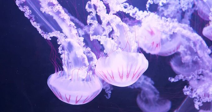 Beautiful pink jellyfishes swims submerged. Medusas swims underwater
