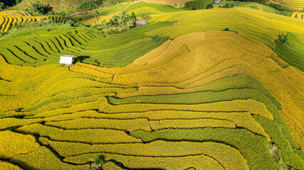 Ripe rice on terraced fields in Mu Cang Chai, Yen Bai, Vietnam. Photo taken in Yen Bai, Vietnam in...