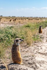 Fototapeta premium Two meerkats stand watch in a grassy landscape under a clear blue sky.