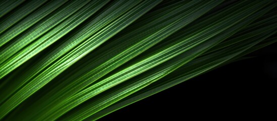 Obraz premium Green Palm Leaf Texture on a Black Background