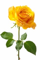 A single yellow rose with green leaves. The flower is the main focus of the image, and the green leaves provide a contrast to the bright yellow color of the rose. Concept of beauty and simplicity