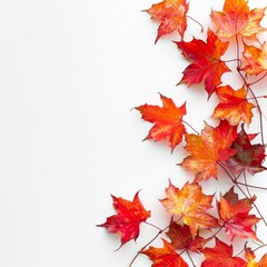 autumn leaves on white background.