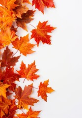 autumn leaves on white background.