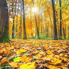 Obraz premium Vibrant Autumn Forest with Fallen Leaves