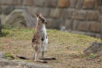 立つオオカンガルーの子供