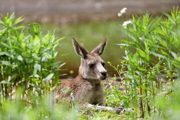 草の上で休むオオカンガルー